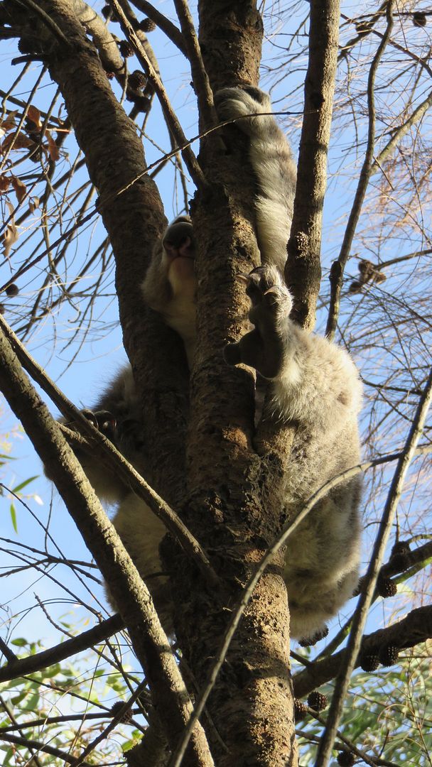 koala one koala one