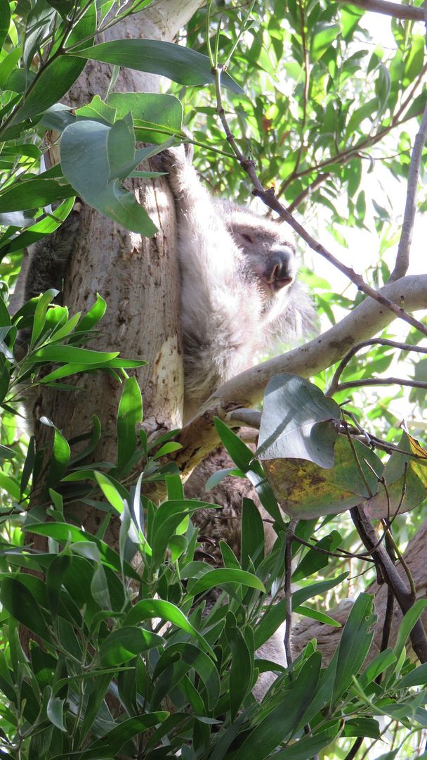koala two koala two