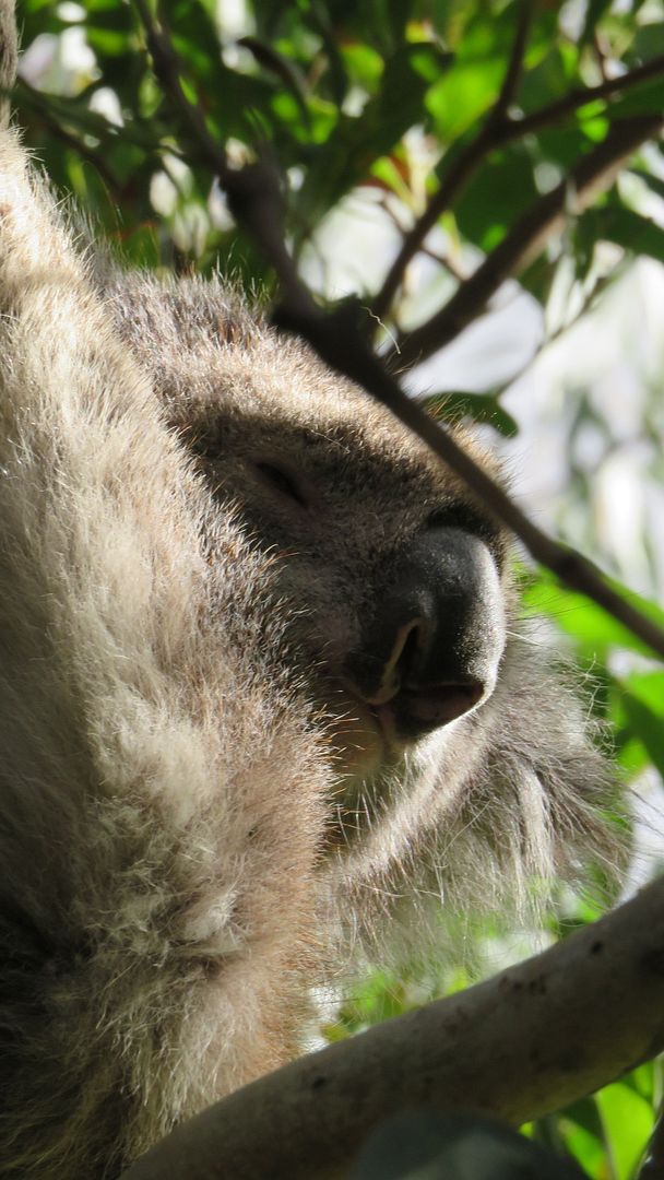 koala two close up koala two close up