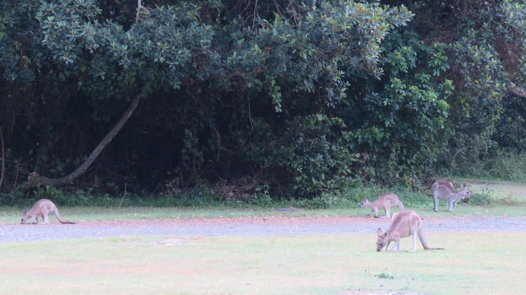 kangaroos kangaroos