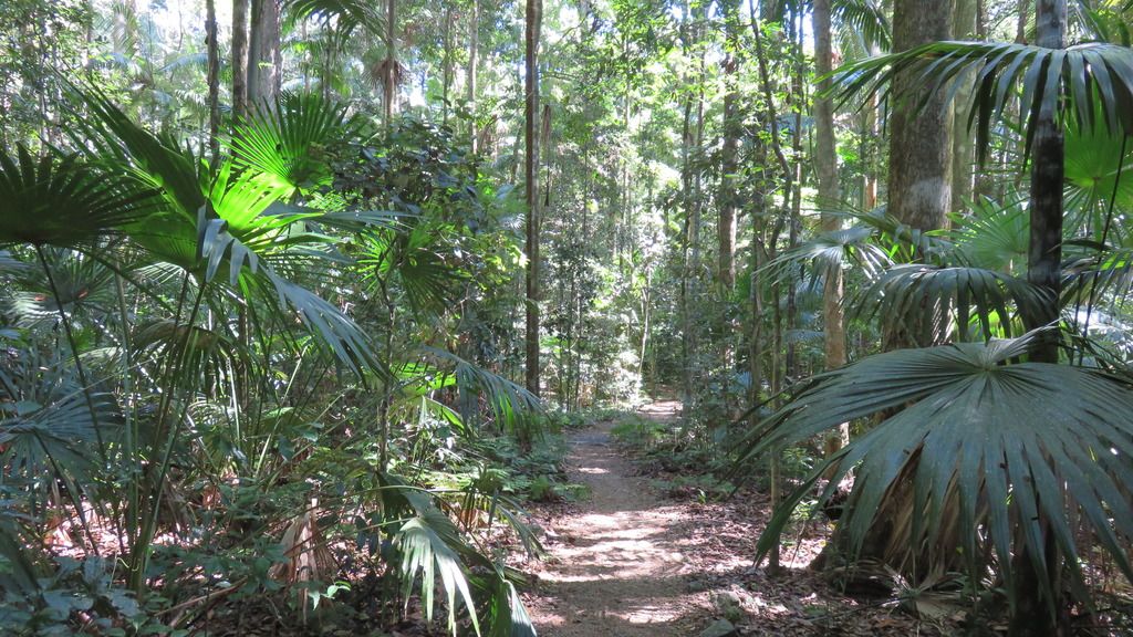 trails in the forest trails in the forest