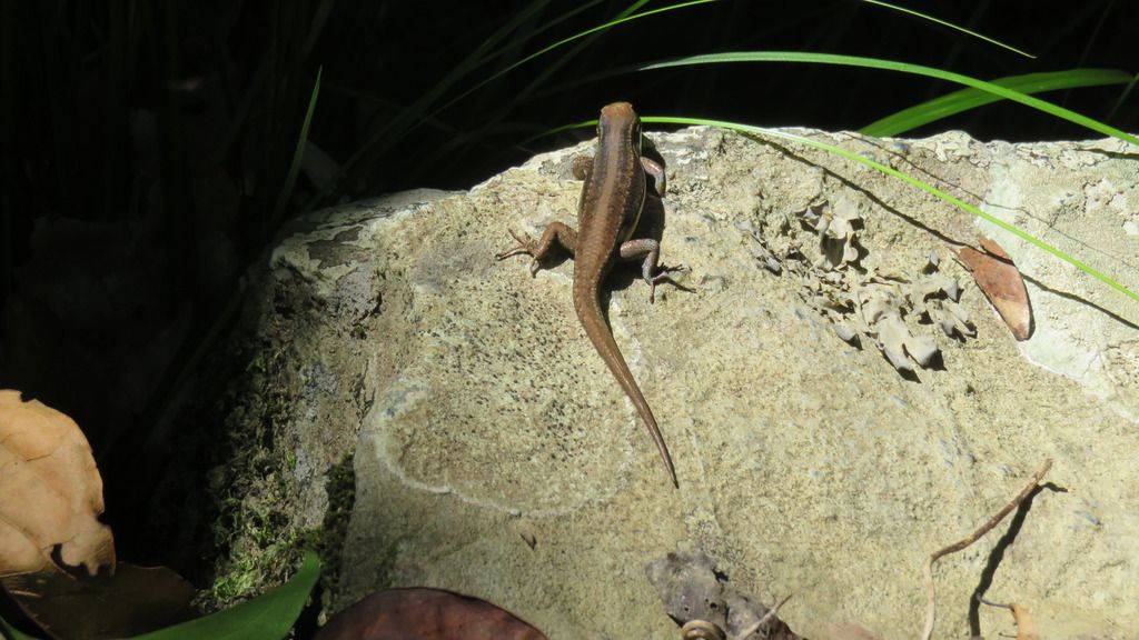 small lizard small lizard