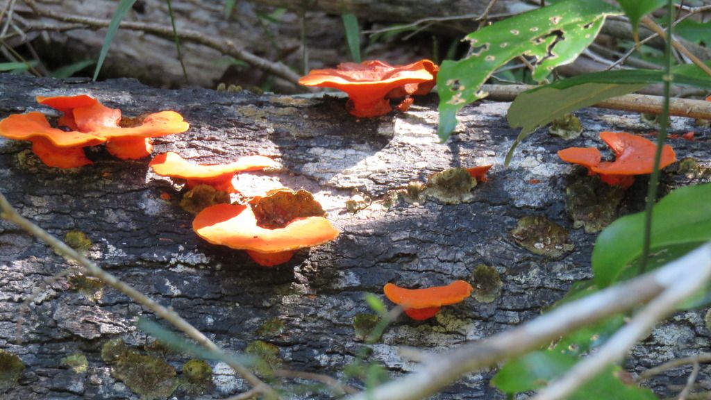 shrooms shrooms