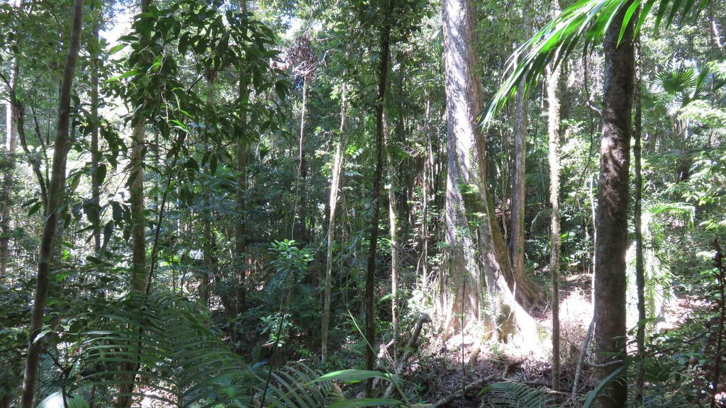 rainforest rainforest