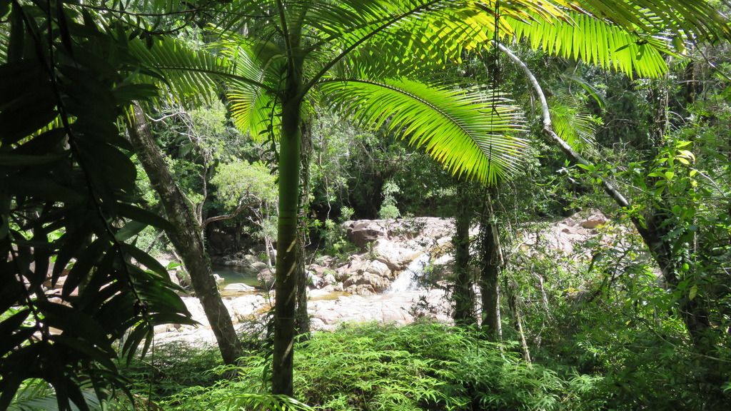 rainforest rainforest