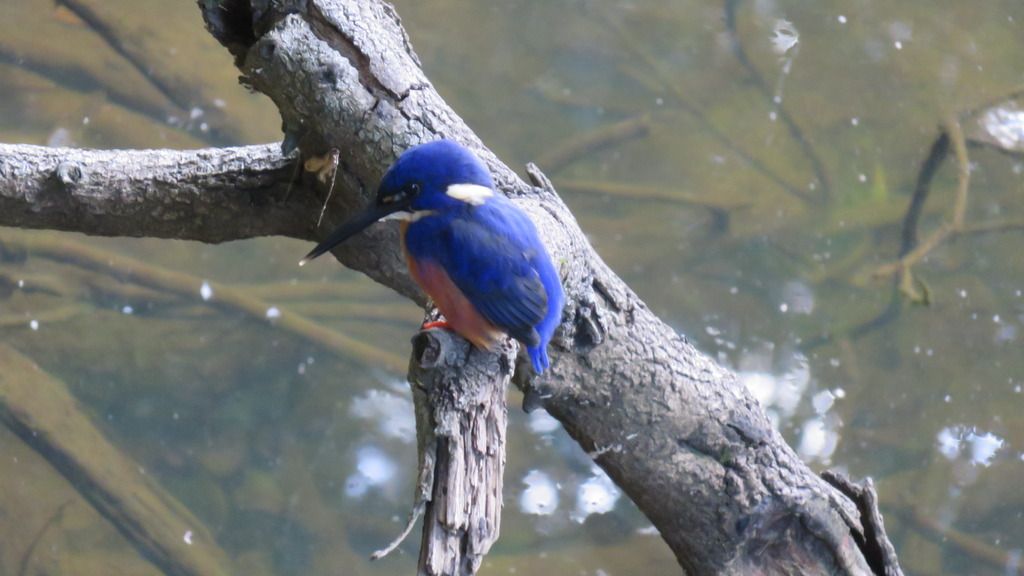 a beautiful kingfisher a beautiful kingfisher