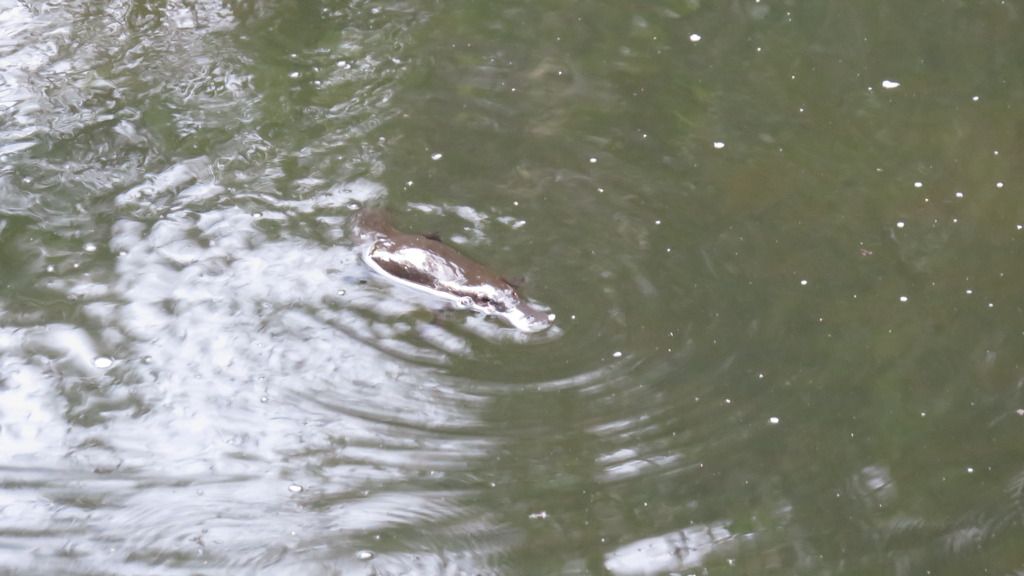 finally a platypus finally a platypus