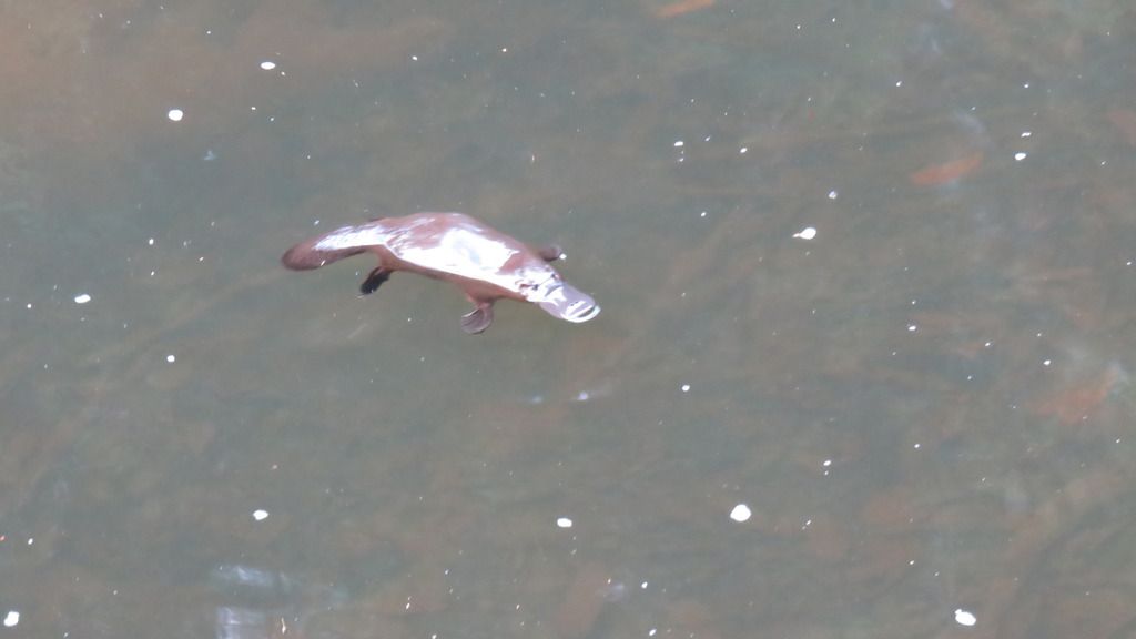 platypus platypus