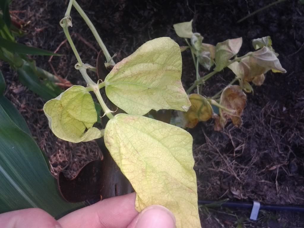 What's killing this green bean plant? (fusarium wilt?)