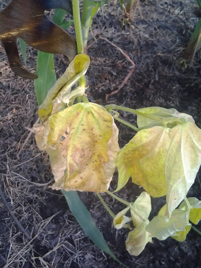 What's killing this green bean plant? (fusarium wilt?)