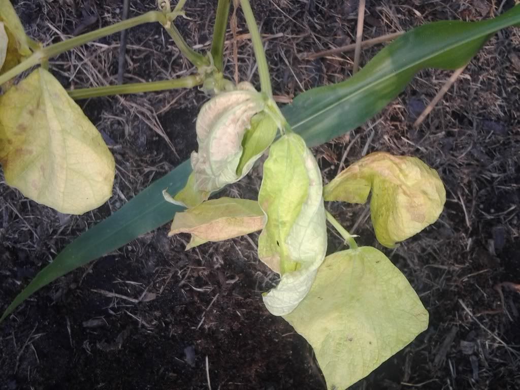 What's killing this green bean plant? (fusarium wilt?)