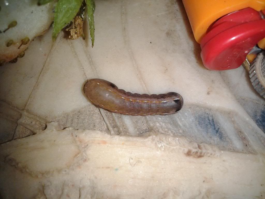 photo IMG_20130605_132652.jpg