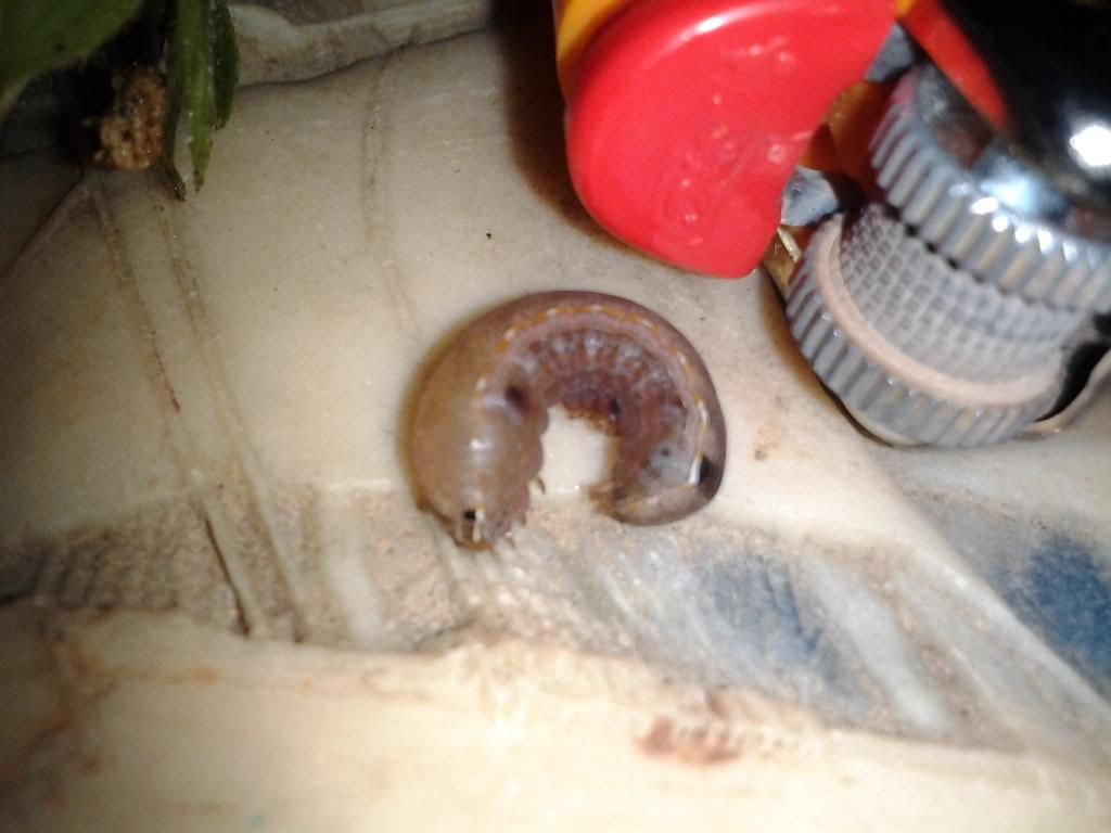 photo IMG_20130605_132753.jpg