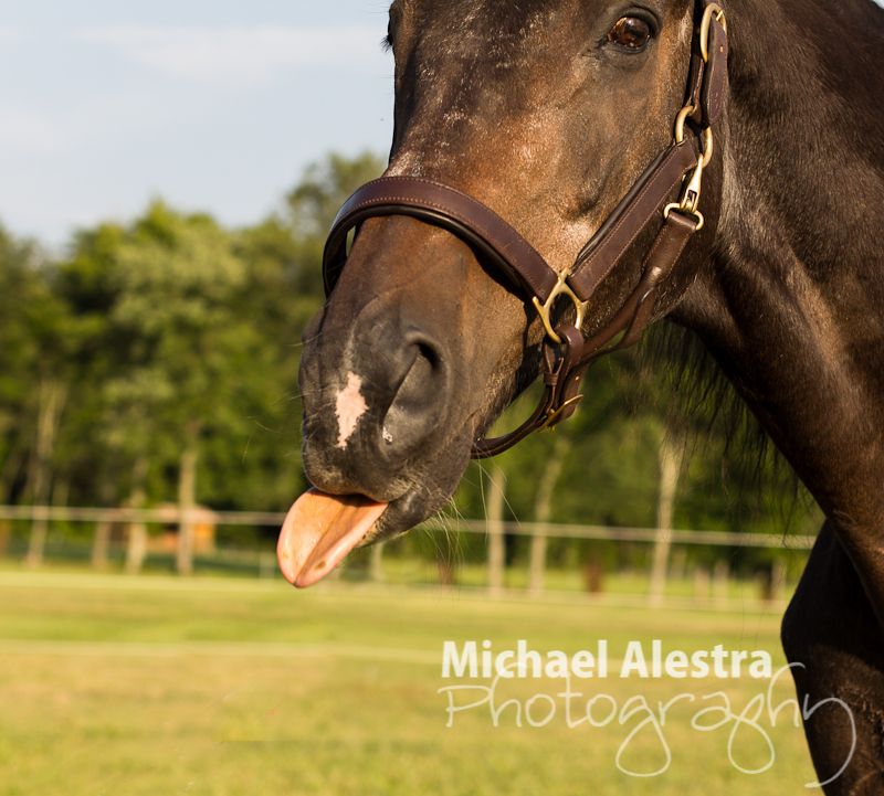 IMAGE: http://i1232.photobucket.com/albums/ff365/mike_311/Proofs/Bowling/Horse/DBHorse4.jpg