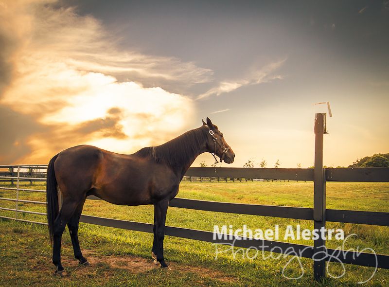IMAGE: http://i1232.photobucket.com/albums/ff365/mike_311/Proofs/Bowling/Horse/SplitToning2.jpg