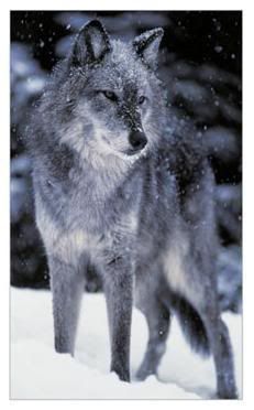 photo 78021Timber-Wolf-Posters_zps6ce0a708.jpg