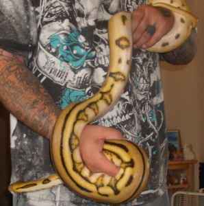 albinosupertigerreticpython.jpg