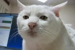 Gatitos lindos en Desmotivaciones Gatitos lindos en Desmotivaciones