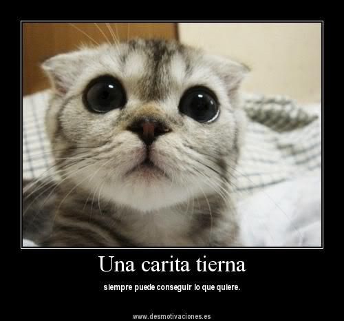 gatos gatos