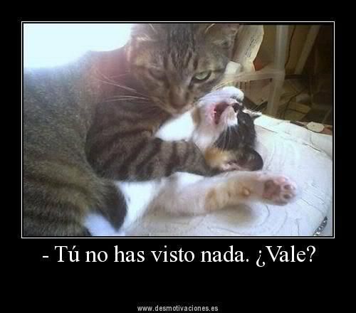 gatitos gatitos