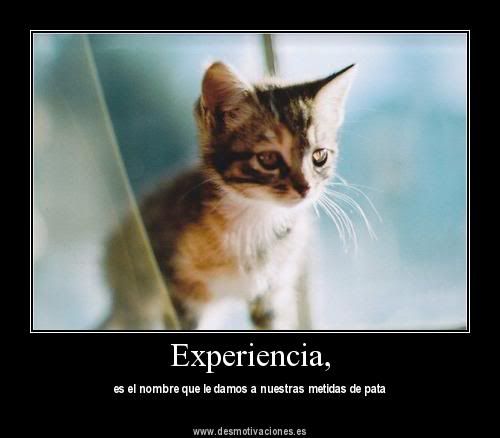 gatitos gatitos