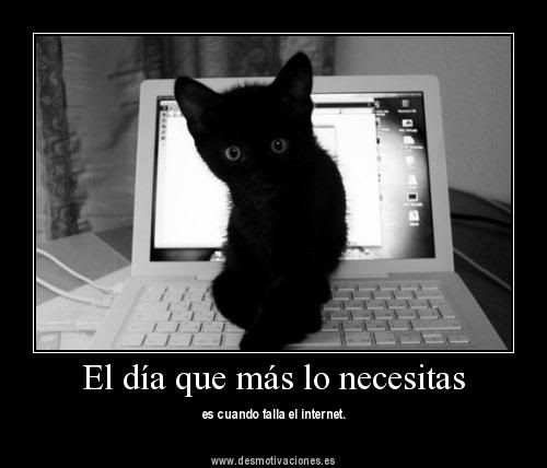 gatos gatos