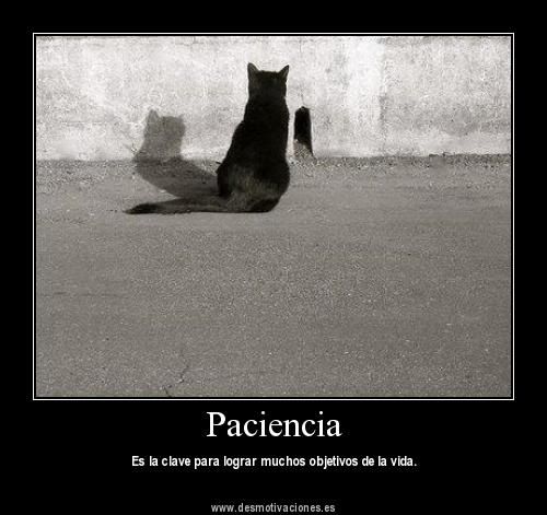 gatos gatos