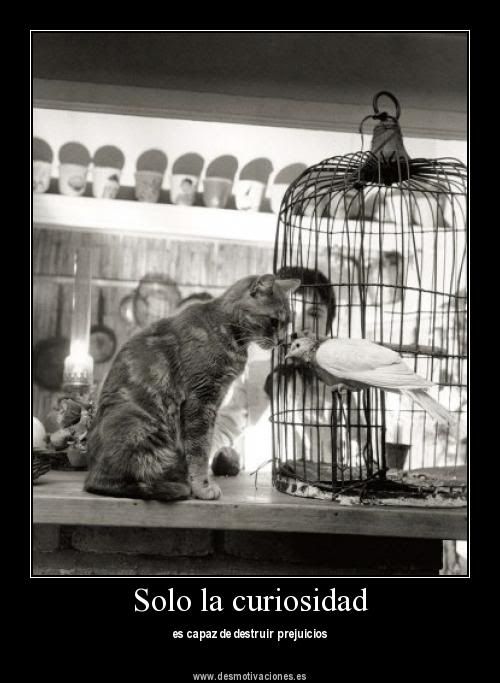 Gatitos lindos en Desmotivaciones Gatitos lindos en Desmotivaciones