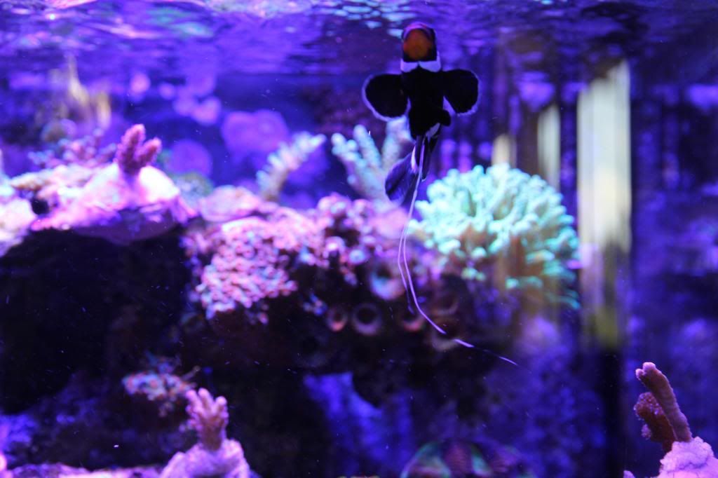 clown fish with internal