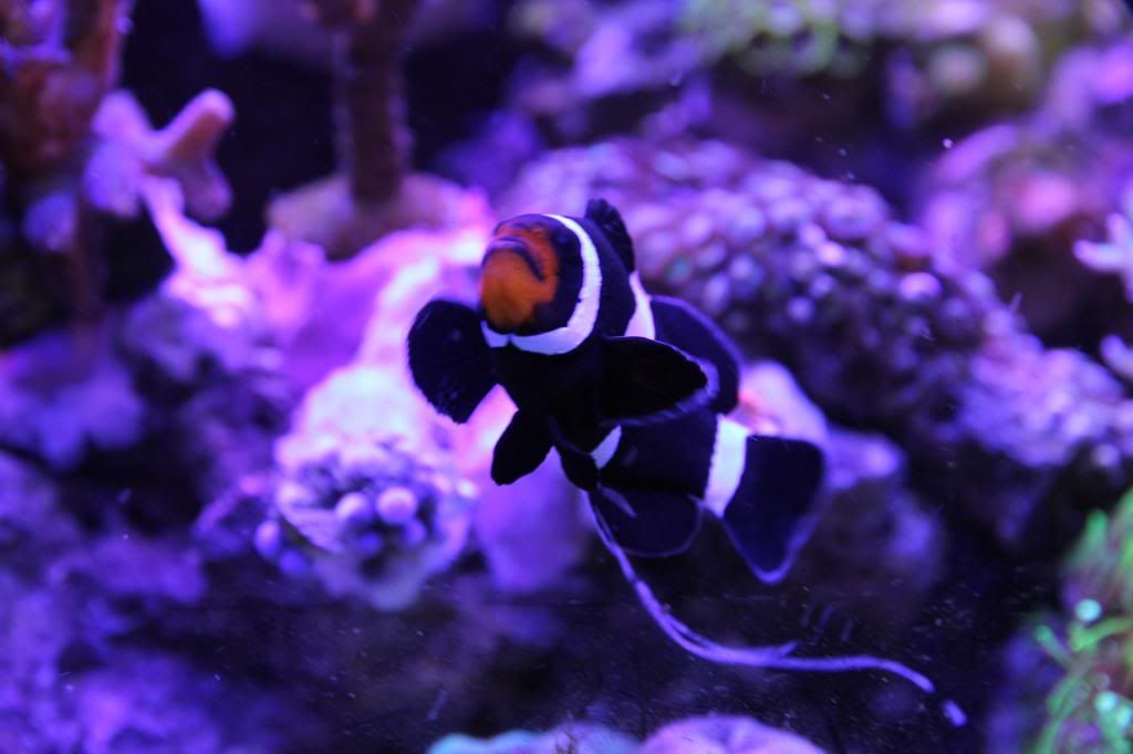 clown fish with internal