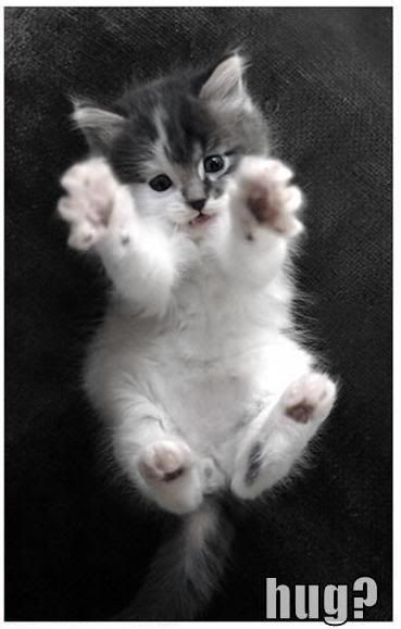 [Image: funny-pictures-kitten-hug.jpg]