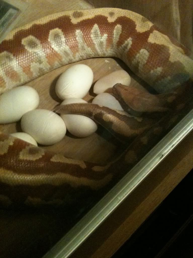 Blood python eggs incubating, cant wait Reptile Forums