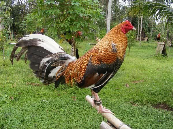 Ang+Manok+Kong+Bulik Ang Manok Kong Bulik Http//wwwsabongnetph/forum/showthreadphpt