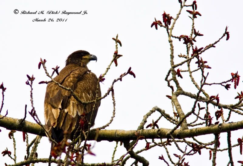 baby golden eagle pictures. using aby sheep as bait,