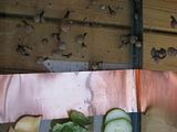 Copper Strip Snail Barrier