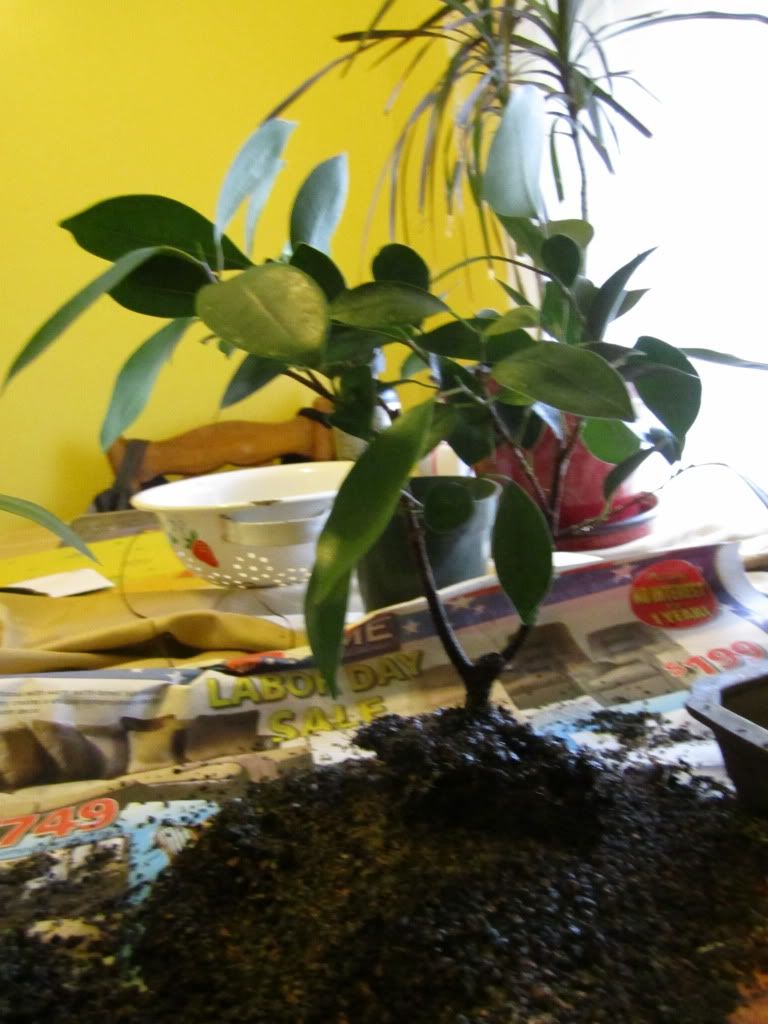 ficus cutting3 Bonsai forum Bonsai Empire