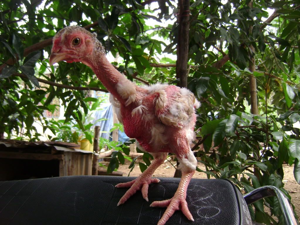 Gà đông tảo - gà silkie - 2