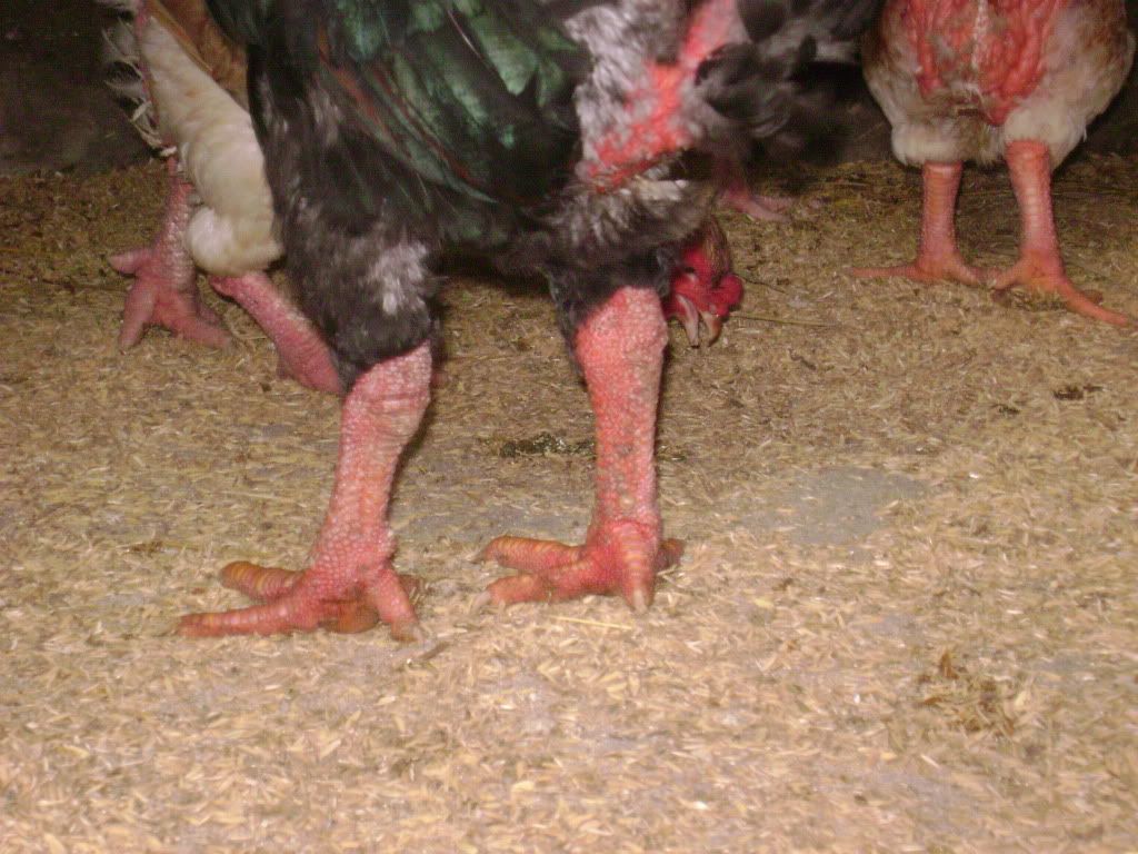 Gà đông tảo - gà silkie