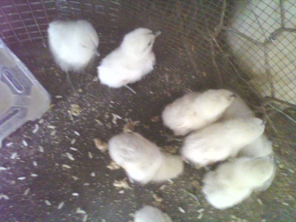 Gà đông tảo - gà silkie