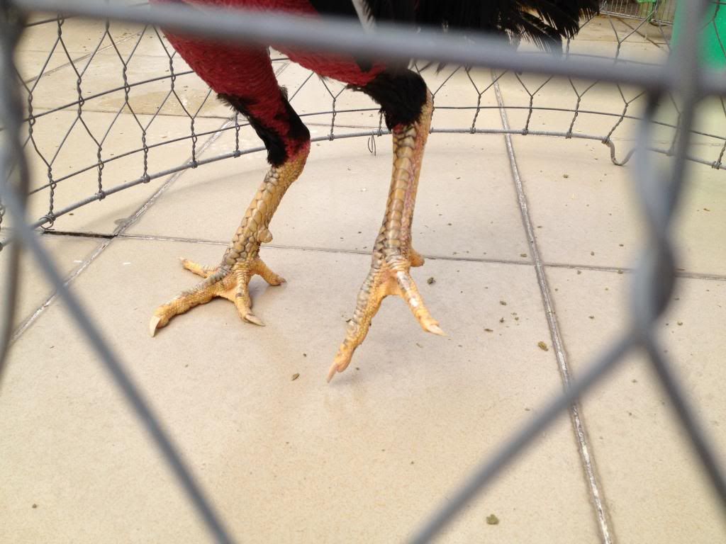 Bán gà đòn con giá tốt - 4