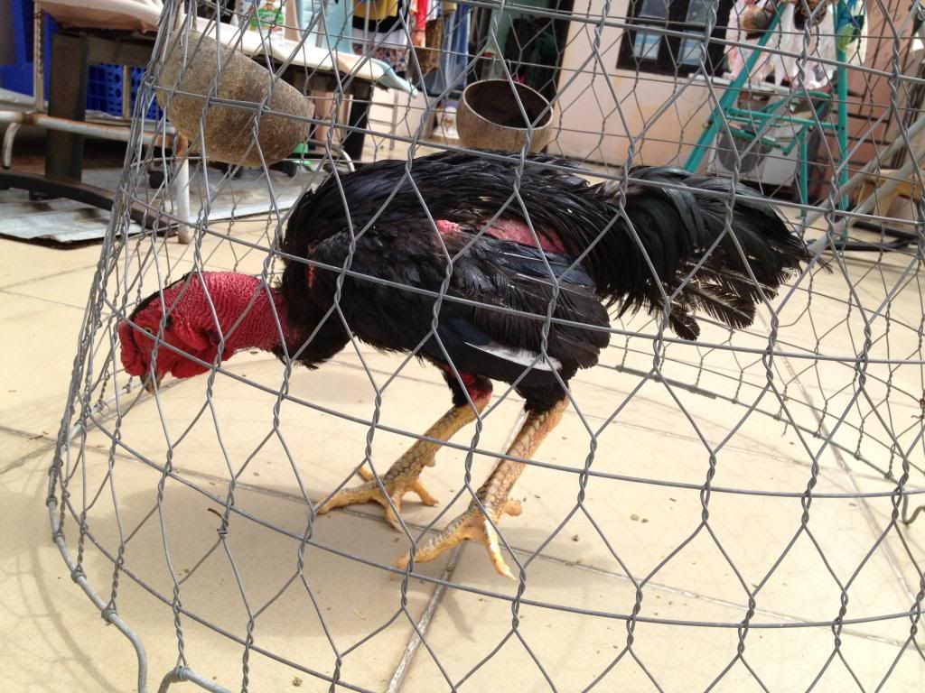 Bán gà đòn con giá tốt - 1