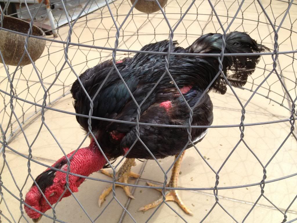 Bán gà đòn con giá tốt - 2