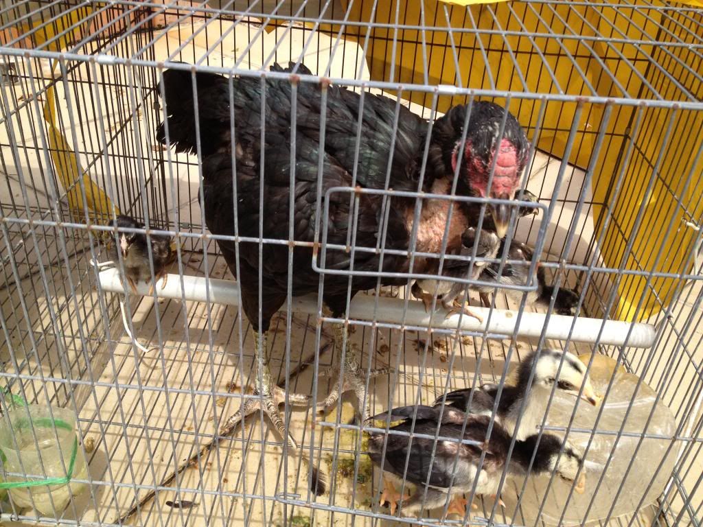 Bán gà đòn con giá tốt - 6