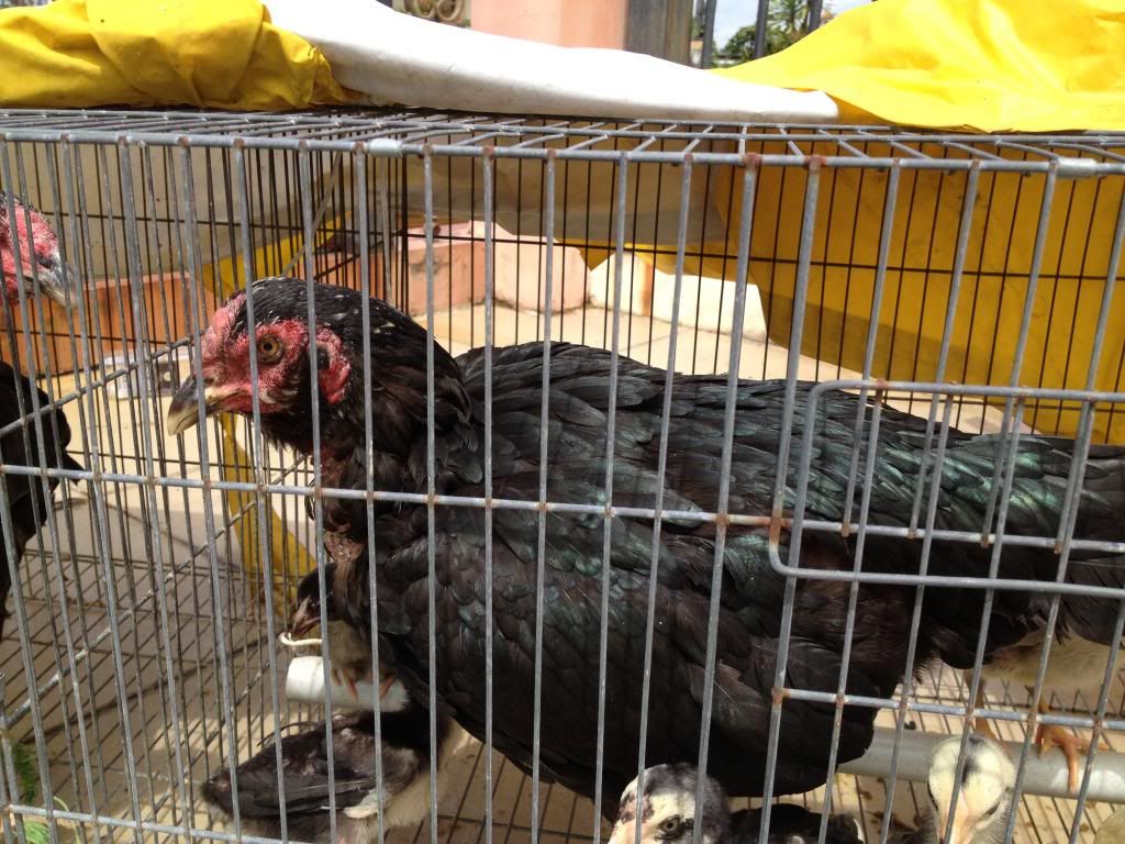 Bán gà đòn con giá tốt - 5