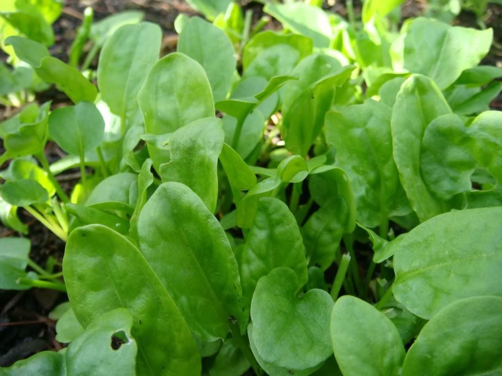 Garden Sorrel