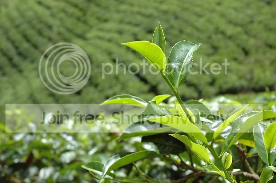 Sri_Lanka_Tea_Plan.jpg