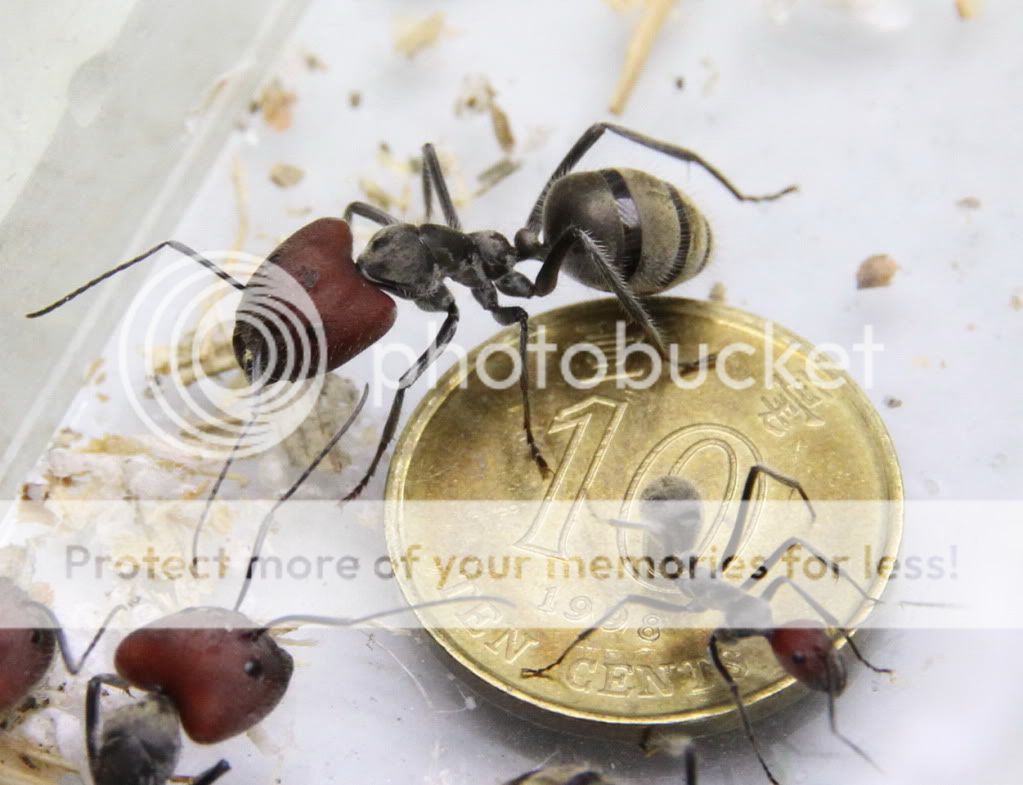 一见手痕之红头弓背