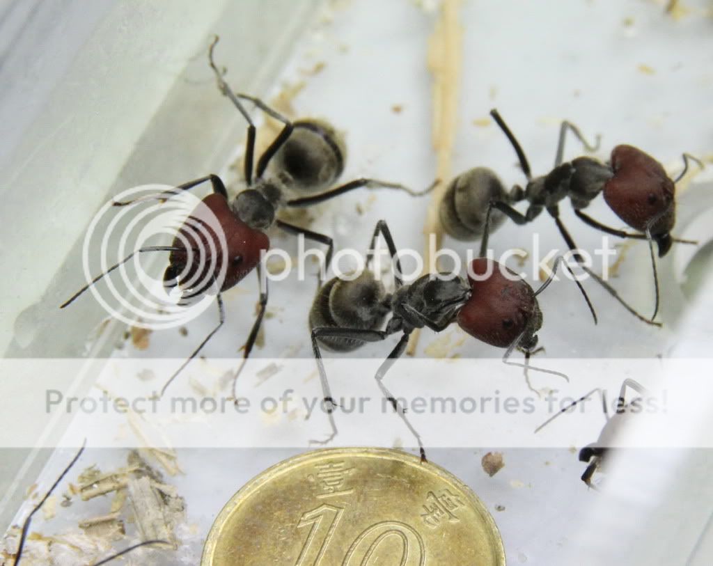 一见手痕之红头弓背