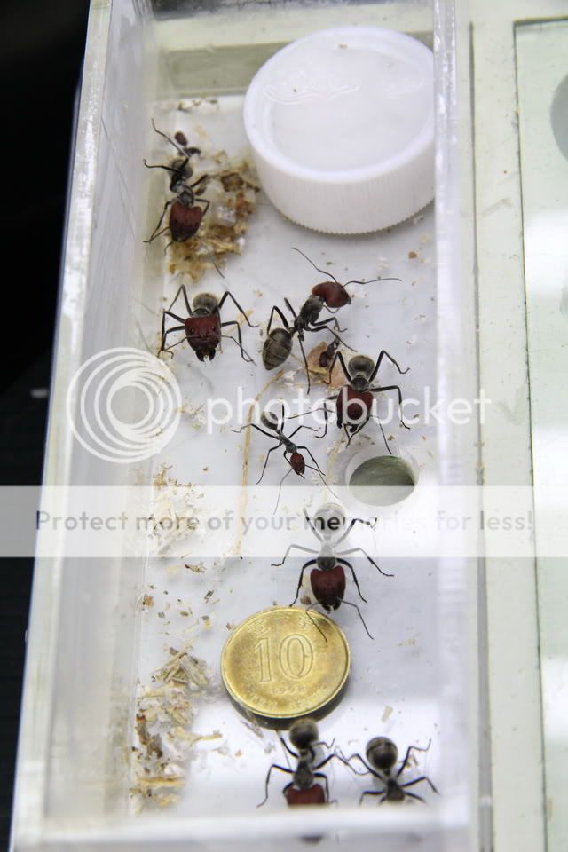 aquarium . pets 69 昆虫世界 69 蚂蚁 69 一见手痕之红头弓背