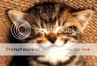 smile photo cute_cat_smile.png